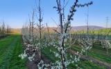 Frühling 2020