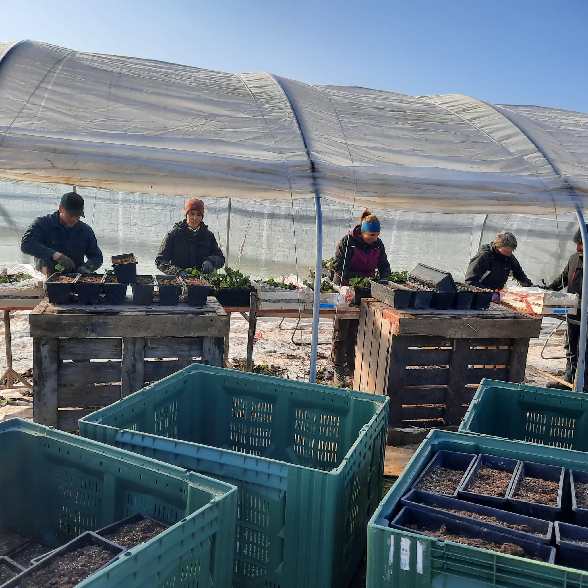 Mitarbeiter mit Erntekiste